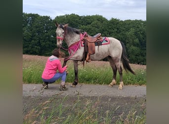 Appaloosa Mix, Mare, 6 years, 14,1 hh, Leopard-Piebald