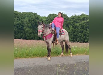 Appaloosa Mix, Mare, 6 years, 14,1 hh, Leopard-Piebald