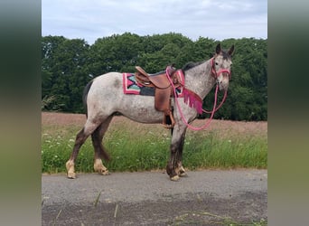 Appaloosa Mix, Mare, 6 years, 14,1 hh, Leopard-Piebald