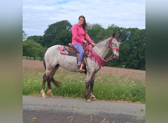 Appaloosa Mix, Mare, 6 years, 14,1 hh, Leopard-Piebald