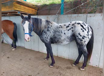 Appaloosa Mix, Mare, 6 years, 14,3 hh, Leopard-Piebald