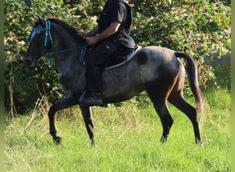 Appaloosa, Mare, 6 years, 15.1 hh, Roan-Blue