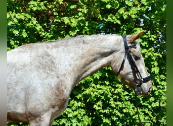 Appaloosa, Mare, 6 years, 15.2 hh, Leopard-Piebald