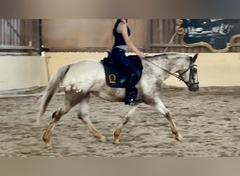 Appaloosa, Mare, 6 years, 15.2 hh, Leopard-Piebald