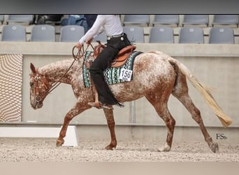 Appaloosa, Mare, 6 years, 15 hh