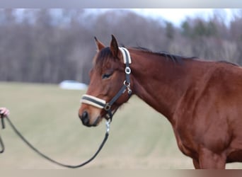 Appaloosa, Mare, 6 years, 15,2 hh, Brown