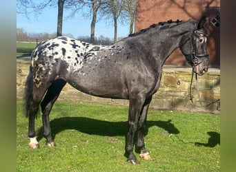 Appaloosa, Mare, 6 years, 15,2 hh, Grey-Dark-Tan