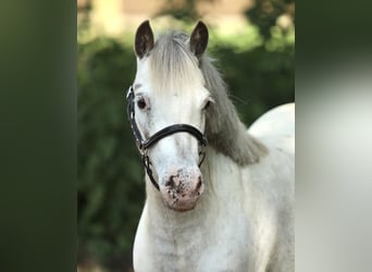 Appaloosa, Mare, 7 years, 11 hh, Leopard-Piebald