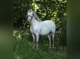 Appaloosa, Mare, 7 years, 11 hh, Leopard-Piebald