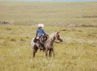 Appaloosa, Mare, 7 years, 12 hh