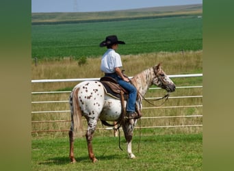 Appaloosa, Mare, 7 years, 12 hh