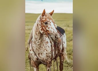 Appaloosa, Mare, 7 years, 12 hh