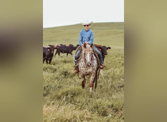 Appaloosa, Mare, 7 years, 12 hh