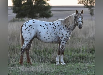 Appaloosa, Mare, 7 years, 12 hh
