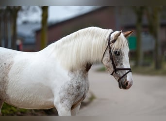 Appaloosa, Mare, 7 years, 14,2 hh, Gray