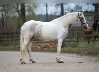 Appaloosa, Mare, 7 years, 14,2 hh, Gray