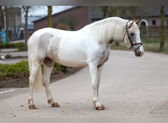 Appaloosa, Mare, 7 years, 14,2 hh, Gray