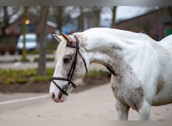 Appaloosa, Mare, 7 years, 14,2 hh, Gray