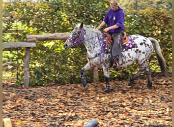 Appaloosa, Stute, 7 Jahre, 14,2 hh, Tigerschecke