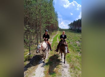 Appaloosa, Mare, 7 years, 14.2 hh, White