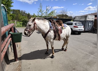 Appaloosa, Mare, 7 years, 14.2 hh, White