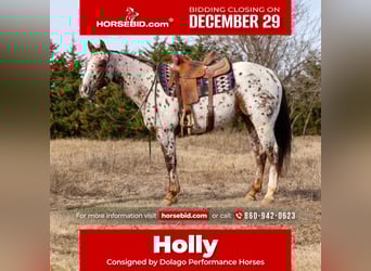 Appaloosa, Mare, 7 years, 14.3 hh, Chestnut