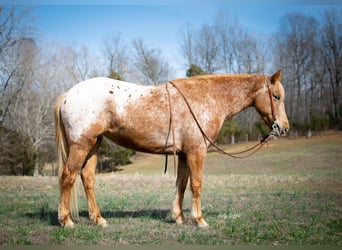 Appaloosa, Mare, 7 years, 14 hh, Brown