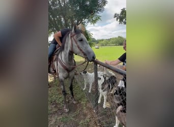 Appaloosa, Mare, 7 years, 14,1 hh, Palomino