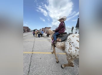 Appaloosa, Mare, 7 years, 14,1 hh, Palomino