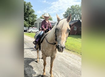 Appaloosa, Mare, 7 years, 14,1 hh, Palomino