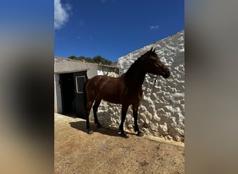 Appaloosa Mix, Mare, 7 years, 14,2 hh, Brown-Light
