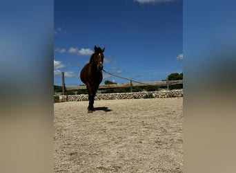 Appaloosa Mix, Mare, 7 years, 14,2 hh, Brown-Light