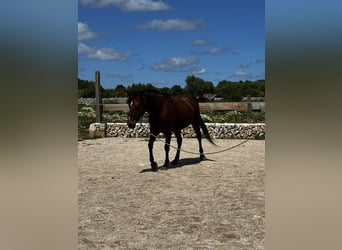 Appaloosa Mix, Mare, 7 years, 14,2 hh, Brown-Light