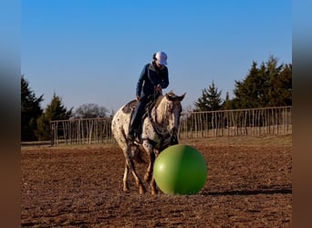 Appaloosa, Mare, 7 years, 14,3 hh