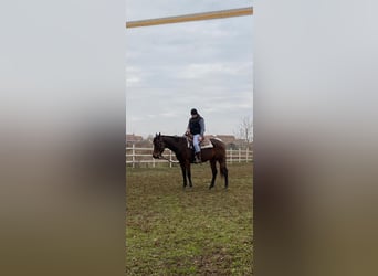 Appaloosa Mix, Mare, 7 years, 15.1 hh, Brown