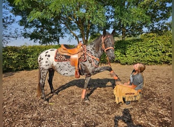 Appaloosa, Mare, 7 years, 15 hh, Leopard-Piebald