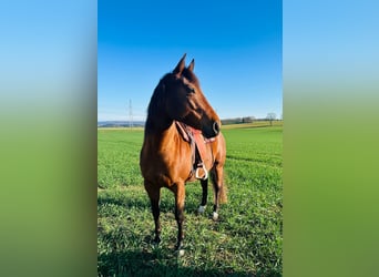Appaloosa, Mare, 7 years, 15,2 hh, Brown