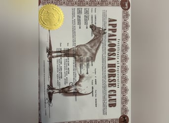 Appaloosa, Mare, 7 years, Roan-Red