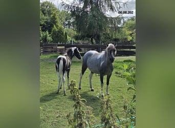 Appaloosa Mix, Mare, 8 years, 12.1 hh, Roan-Blue
