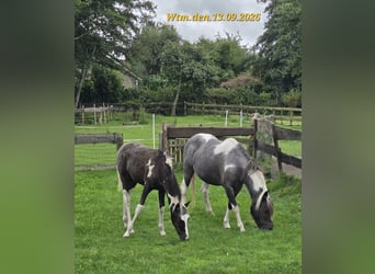 Appaloosa Mix, Mare, 8 years, 12.1 hh, Roan-Blue