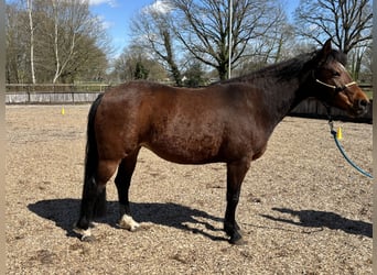 Appaloosa, Mare, 8 years, 13.3 hh, Brown