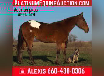 Appaloosa, Mare, 8 years, 13,2 hh, Bay