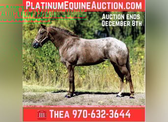 Appaloosa, Mare, 8 years, 13,2 hh, Chestnut