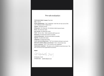 Appaloosa, Mare, 8 years, 13,2 hh, Chestnut