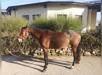 Appaloosa, Mare, 8 years, 14.2 hh, Brown