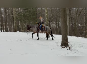 Appaloosa, Mare, 8 years, 14.2 hh, Roan-Bay