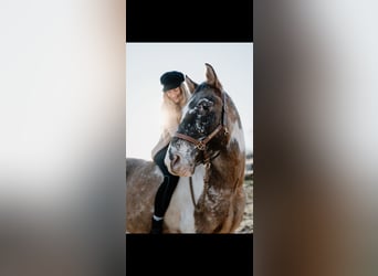 Appaloosa Mix, Mare, 8 years, 14.3 hh