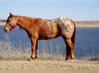 Appaloosa, Mare, 8 years, 14 hh, Roan-Red