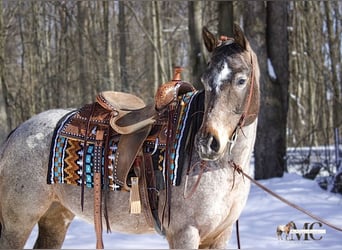 Appaloosa, Mare, 8 years, 14,2 hh, Roan-Bay