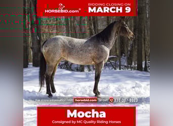 Appaloosa, Mare, 8 years, 14,2 hh, Roan-Bay